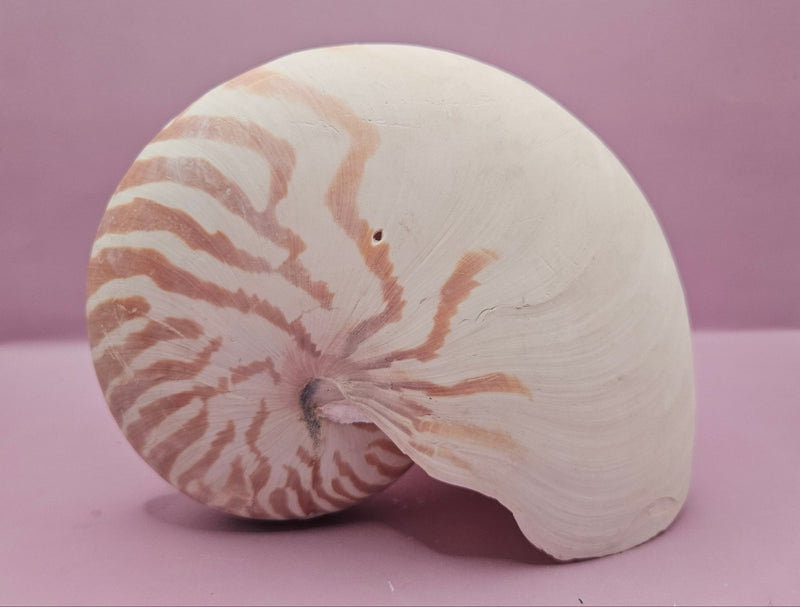 Tiger Nautilus Shell – Striking Natural Ocean Decor (7") - ShelllsLoving Coastal Living
