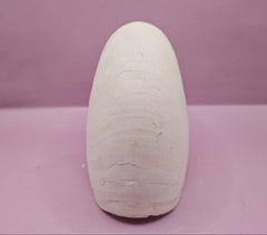 Tiger Nautilus Shell – Striking Natural Ocean Decor (7