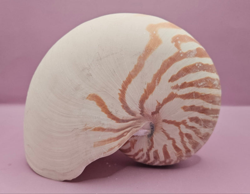 Tiger Nautilus Shell – Striking Natural Ocean Decor (7") - ShelllsLoving Coastal Living