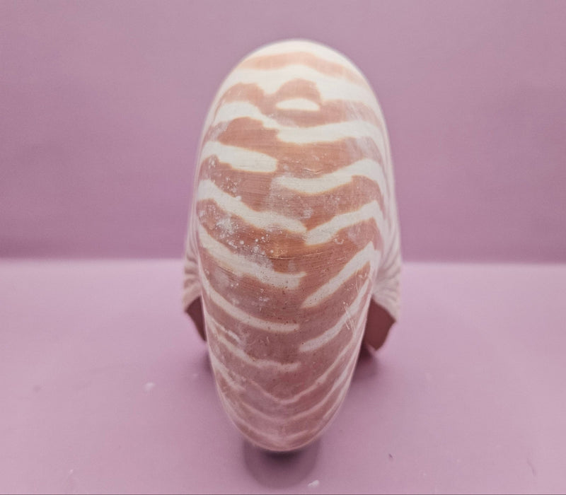 Tiger Nautilus Shell – Striking Natural Ocean Decor (7") - ShelllsLoving Coastal Living