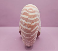 Tiger Nautilus Shell – Striking Natural Ocean Decor (7