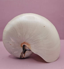 Tiger Nautilus Shell – Striking Natural Ocean Decor (7.25