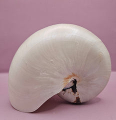 Tiger Nautilus Shell – Striking Natural Ocean Decor (7.25
