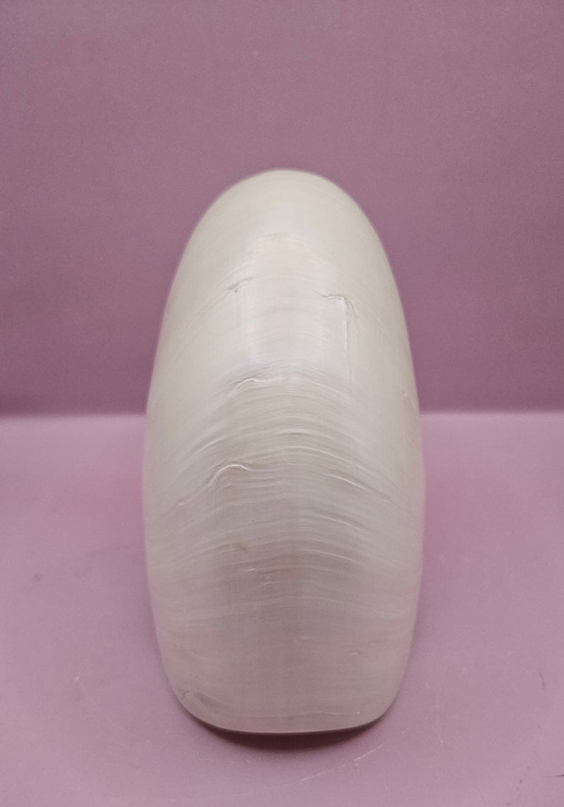 Tiger Nautilus Shell – Striking Natural Ocean Decor (7.25") - ShelllsLoving Coastal Living