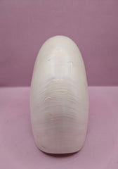 Tiger Nautilus Shell – Striking Natural Ocean Decor (7.25