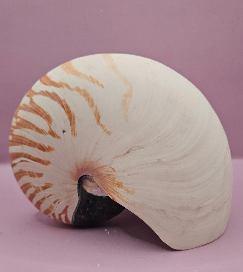 Tiger Nautilus Shell – Striking Natural Ocean Decor (7.25") - ShelllsLoving Coastal Living