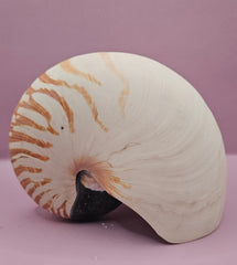 Tiger Nautilus Shell – Striking Natural Ocean Decor (7.25