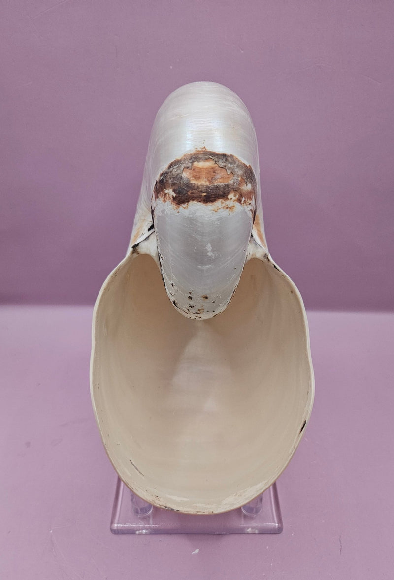Tiger Nautilus Shell – Striking Natural Ocean Decor (7.25") - ShelllsLoving Coastal Living