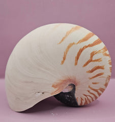 Tiger Nautilus Shell – Striking Natural Ocean Decor (7.25