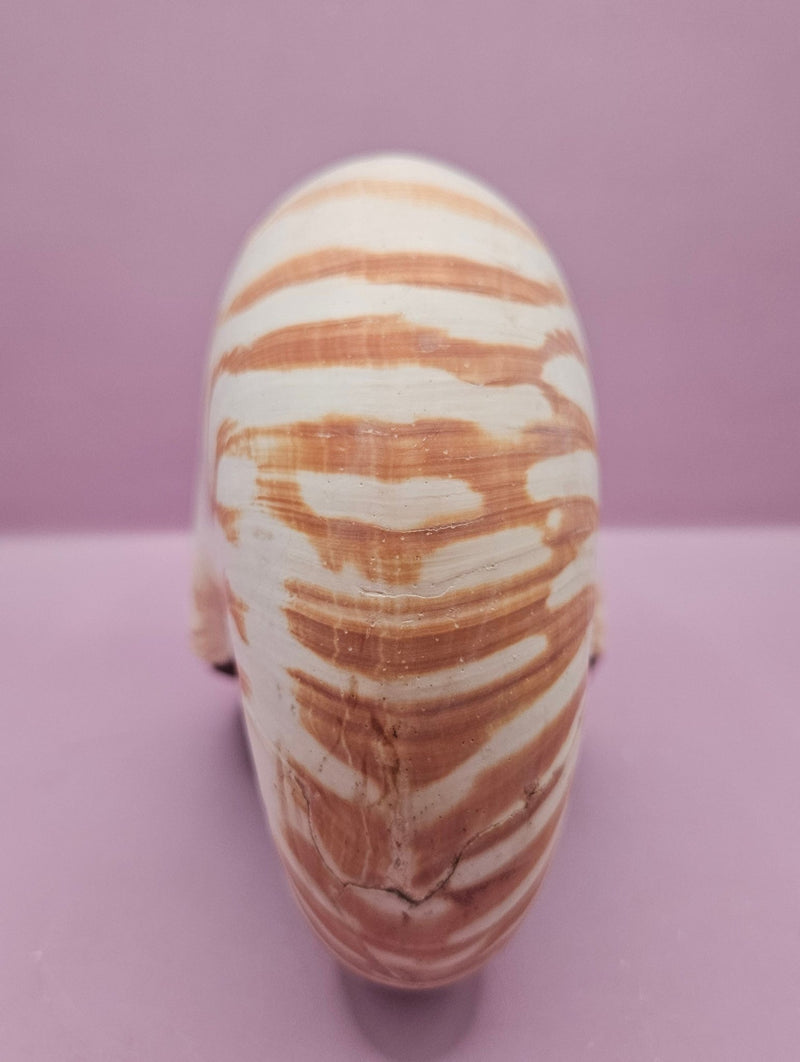 Tiger Nautilus Shell – Striking Natural Ocean Decor (7.25") - ShelllsLoving Coastal Living