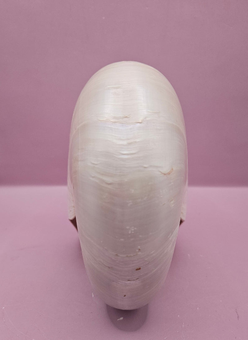Tiger Nautilus Shell – Striking Natural Ocean Decor (7.25") - ShelllsLoving Coastal Living