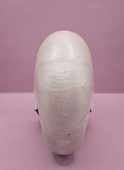 Tiger Nautilus Shell – Striking Natural Ocean Decor (7.25