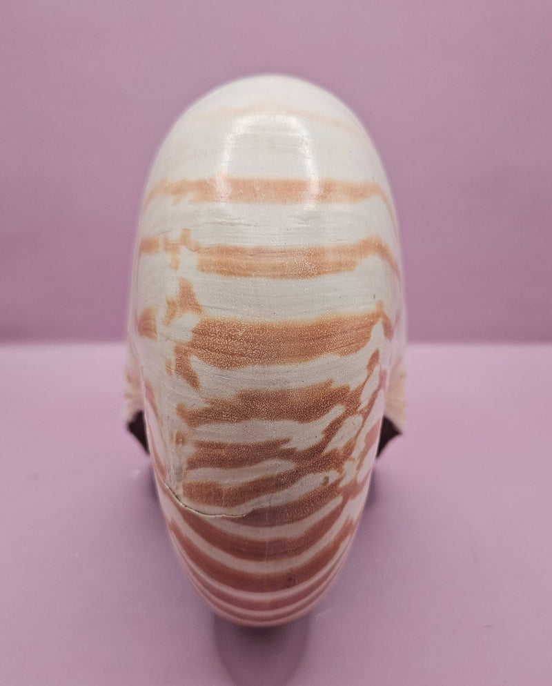 Tiger Nautilus Shell – Striking Natural Ocean Decor (8.5") - ShelllsLoving Coastal Living