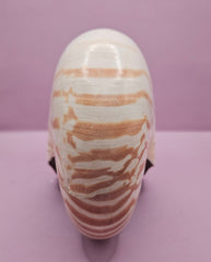 Tiger Nautilus Shell – Striking Natural Ocean Decor (8.5