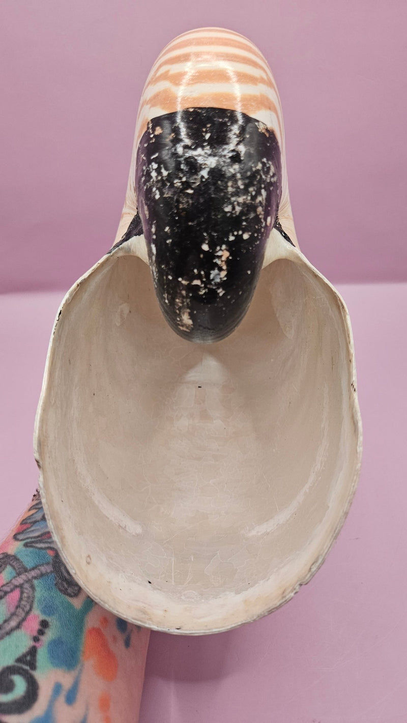 Tiger Nautilus Shell – Striking Natural Ocean Decor (8.5") - ShelllsLoving Coastal Living
