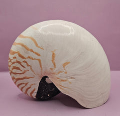 Tiger Nautilus Shell – Striking Natural Ocean Decor (8.5