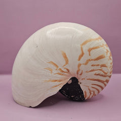 Tiger Nautilus Shell – Striking Natural Ocean Decor (8.5