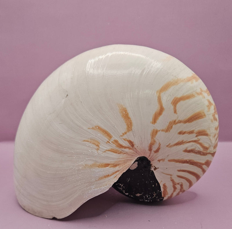 Tiger Nautilus Shell – Striking Natural Ocean Decor (8.5") - ShelllsLoving Coastal Living