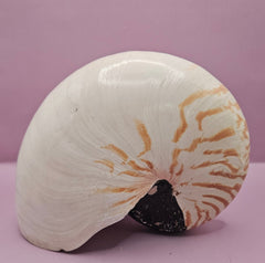 Tiger Nautilus Shell – Striking Natural Ocean Decor (8.5