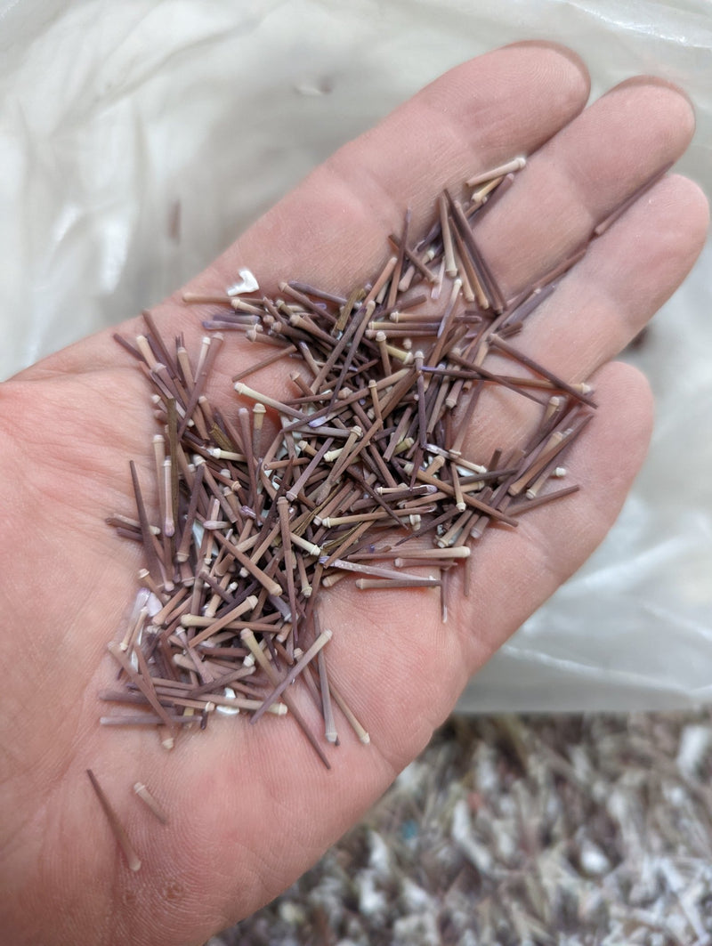 Tiny Urchin Spines - Loving Coastal Living