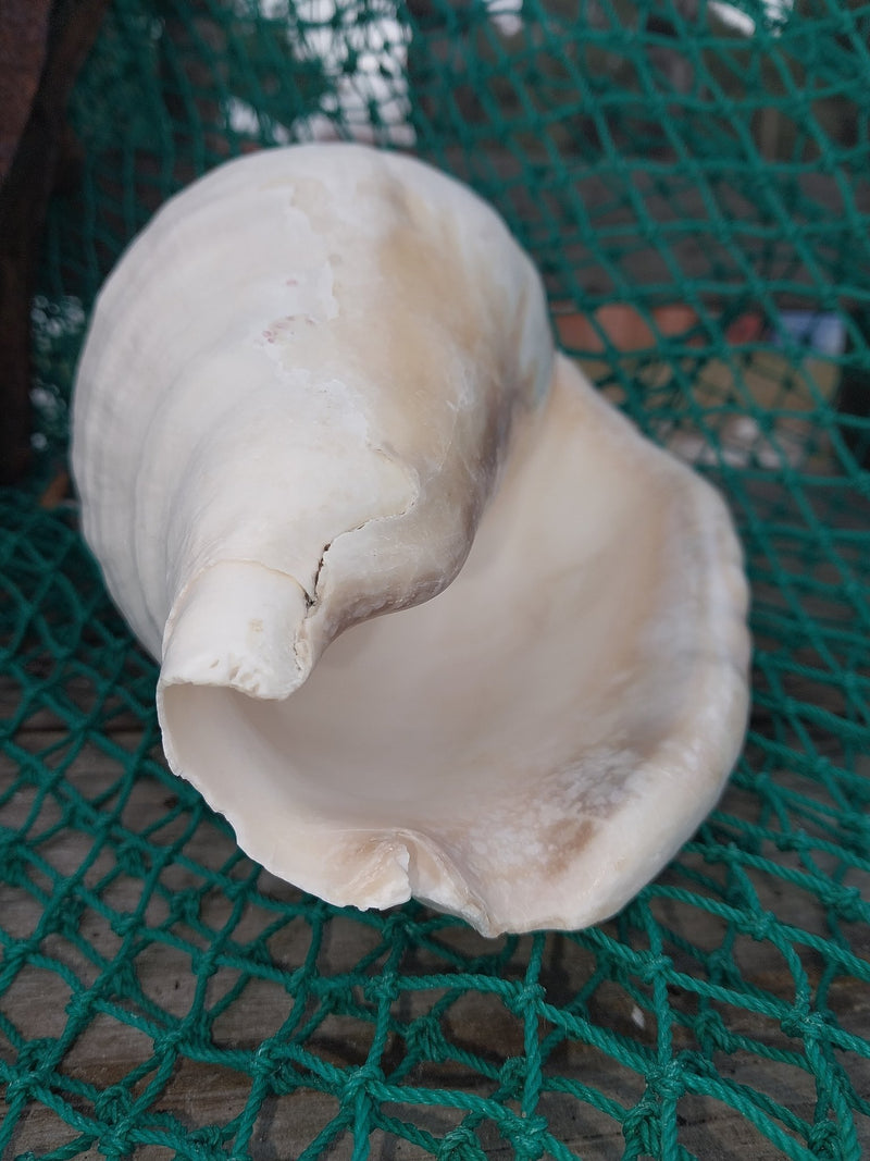 Titanostrombus Galeatus Eastern Pacific Giant Conch - ShellsLoving Coastal Living