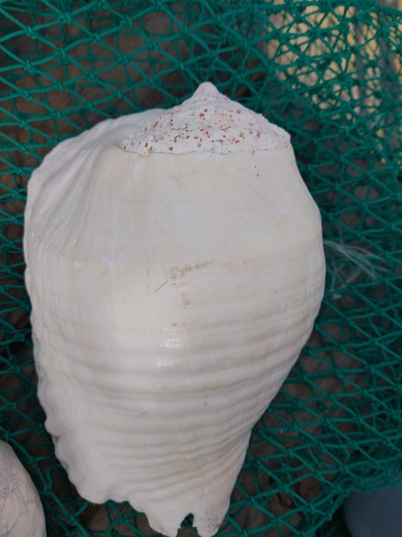 Titanostrombus Galeatus Eastern Pacific Giant Conch - ShellsLoving Coastal Living