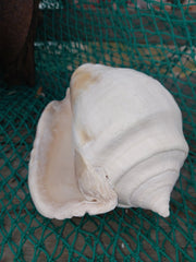 Titanostrombus Galeatus Eastern Pacific Giant Conch - ShellsLoving Coastal Living