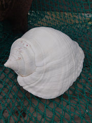 Titanostrombus Galeatus Eastern Pacific Giant Conch - ShellsLoving Coastal Living