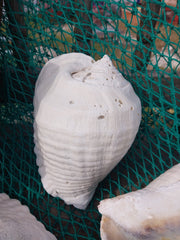 Titanostrombus Galeatus Eastern Pacific Giant Conch - ShellsLoving Coastal Living