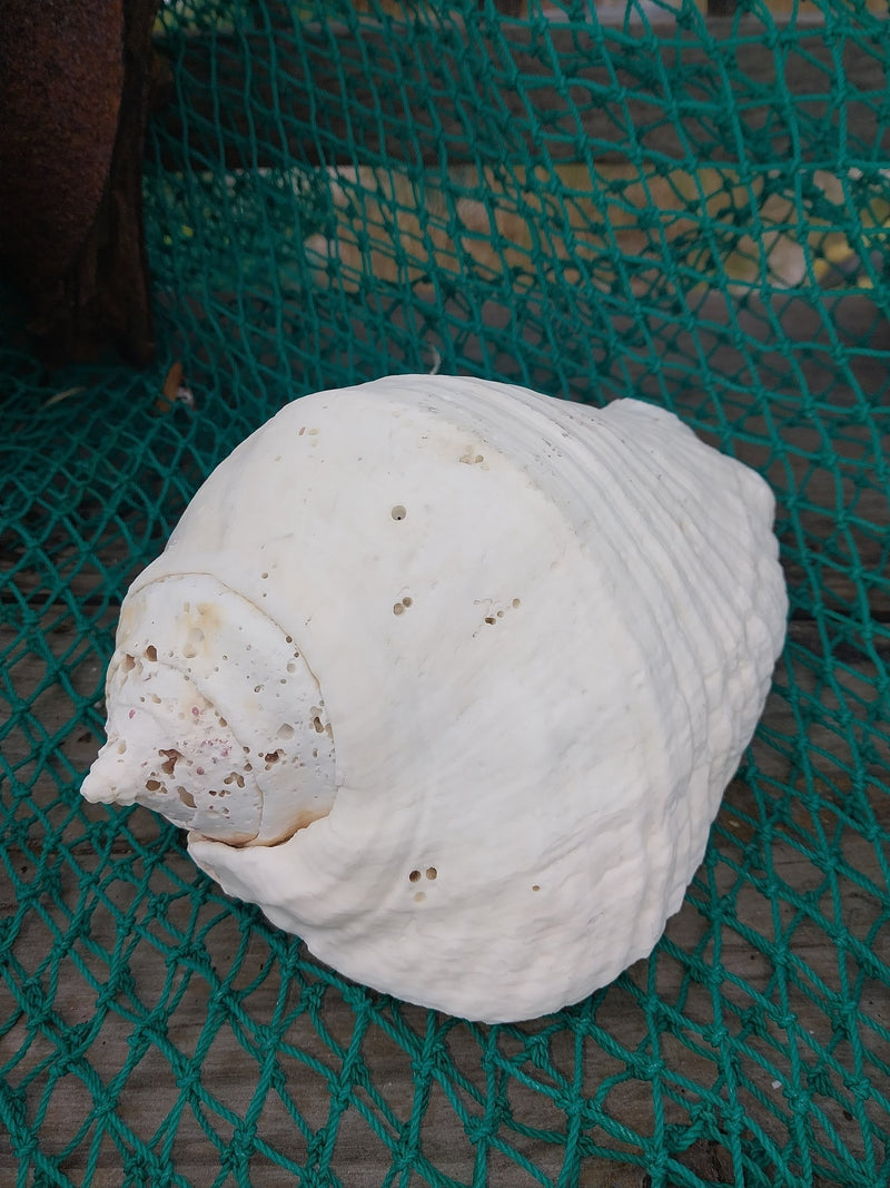 Titanostrombus Galeatus Eastern Pacific Giant Conch - ShellsLoving Coastal Living