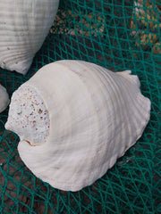 Titanostrombus Galeatus Eastern Pacific Giant Conch - ShellsLoving Coastal Living