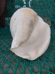 Titanostrombus Galeatus Eastern Pacific Giant Conch - ShellsLoving Coastal Living