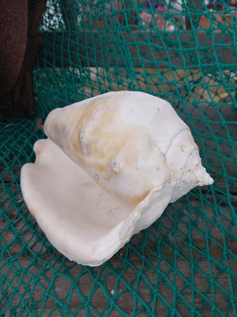 Titanostrombus Galeatus Eastern Pacific Giant Conch - ShellsLoving Coastal Living