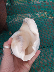 Titanostrombus Galeatus Eastern Pacific Giant Conch - ShellsLoving Coastal Living