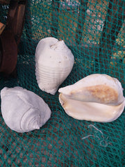 Titanostrombus Galeatus Eastern Pacific Giant Conch - ShellsLoving Coastal Living