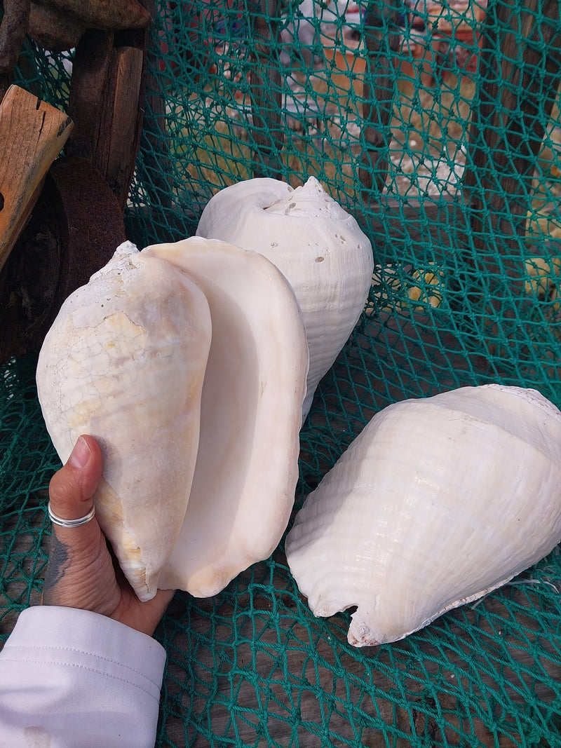 Titanostrombus Galeatus Eastern Pacific Giant Conch - ShellsLoving Coastal Living