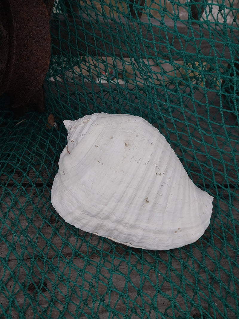 Titanostrombus Galeatus Eastern Pacific Giant Conch - ShellsLoving Coastal Living