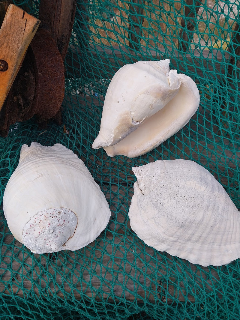 Titanostrombus Galeatus Eastern Pacific Giant Conch - ShellsLoving Coastal Living