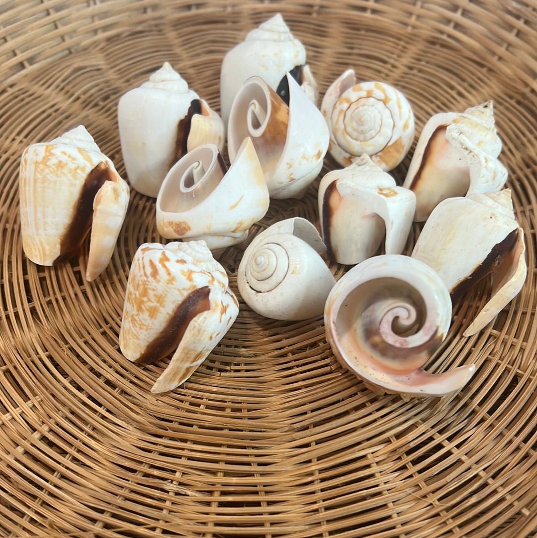 Shell Sanle Top Cut Strawberry Strombus Shells | Loving Coastal Living