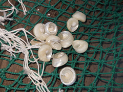 Top Sliced Pearl Trochus Shell - ShellsLoving Coastal Living