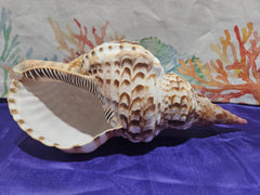 Triton's Trumpet Charonia Variegata Display Shell - 11