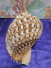 Triton's Trumpet Charonia Variegata Display Shell - 11