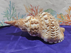 Triton's Trumpet Charonia Variegata Display Shell - 11