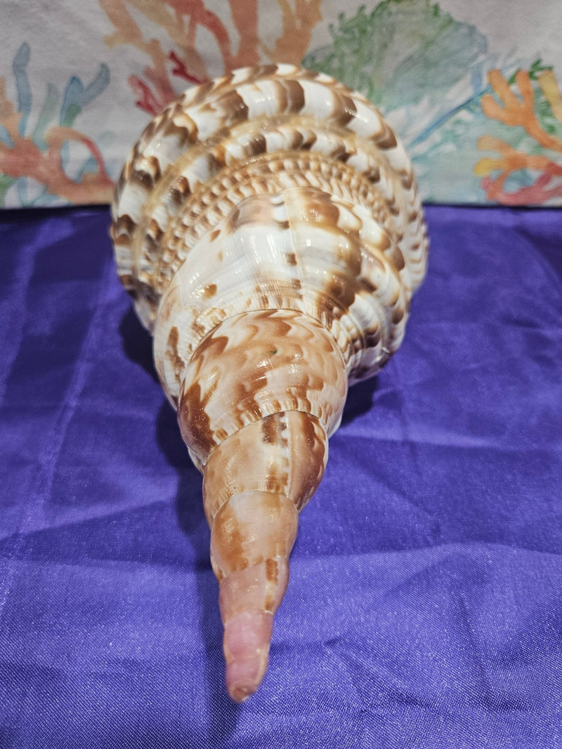 Triton's Trumpet Charonia Variegata Display Shell - 11" - ShellsLoving Coastal Living