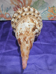 Triton's Trumpet Charonia Variegata Display Shell - 11