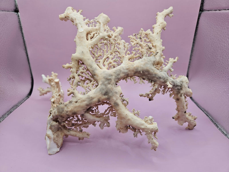 Ultra RARE Vintage Ivory Peach Stylaster Coral - 12.5"x10"x6.5" - coralLoving Coastal Living