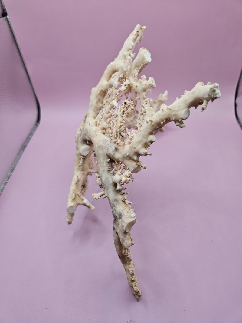 Ultra RARE Vintage Ivory Peach Stylaster Coral - 12.5"x10"x6.5" - coralLoving Coastal Living