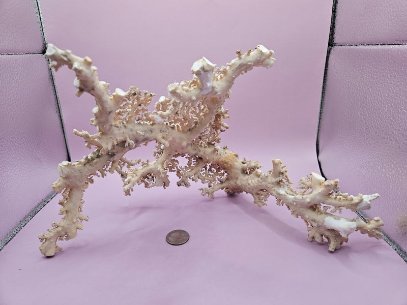 Ultra RARE Vintage Ivory Peach Stylaster Coral - 12.5"x10"x6.5" - coralLoving Coastal Living