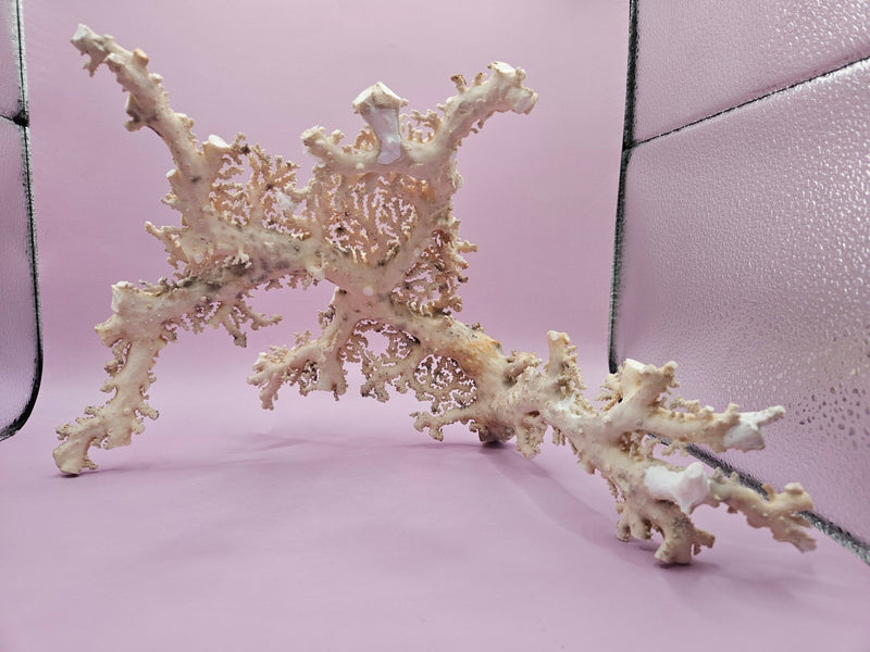 Ultra RARE Vintage Ivory Peach Stylaster Coral - 12.5"x10"x6.5" - coralLoving Coastal Living