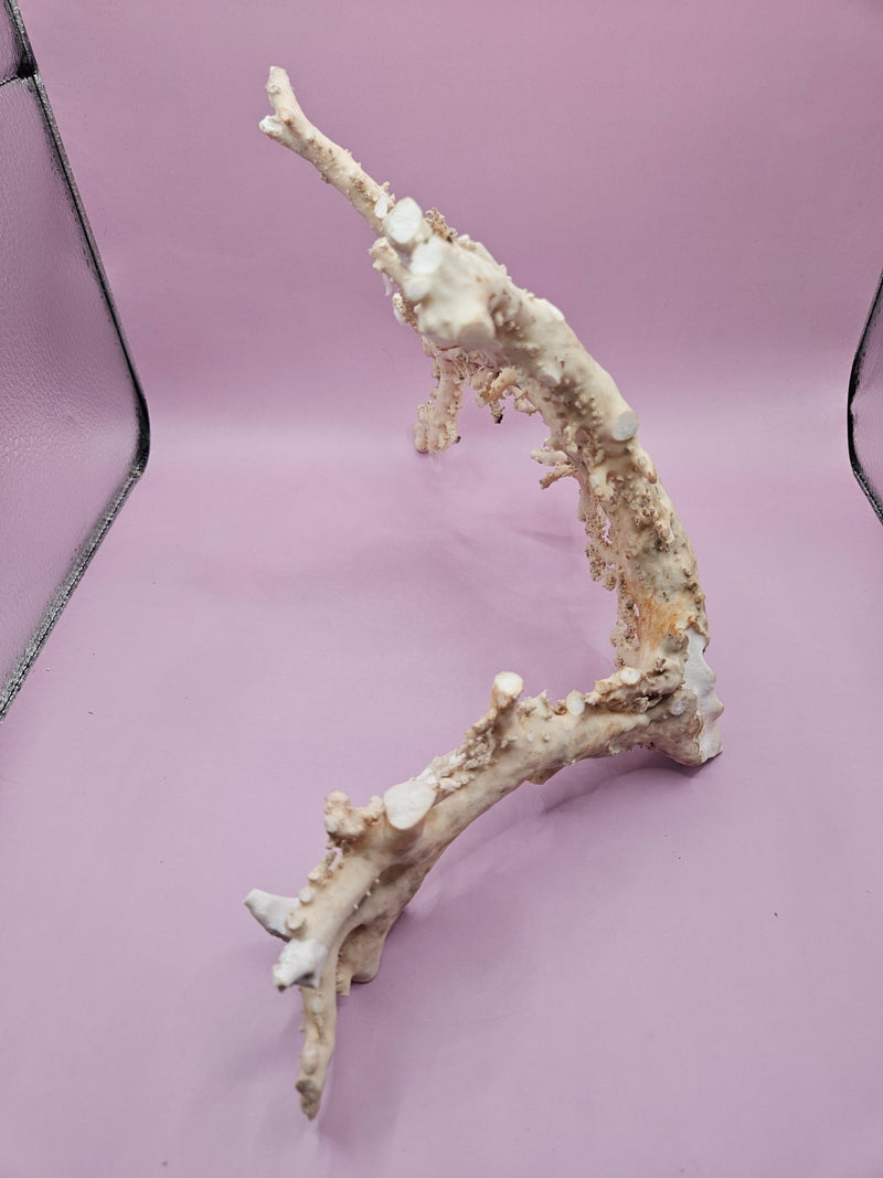 Ultra RARE Vintage Ivory Peach Stylaster Coral - 12.5"x10"x6.5" - coralLoving Coastal Living